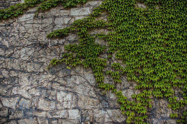 Lierre grimpant : transformez votre jardin en un havre floral