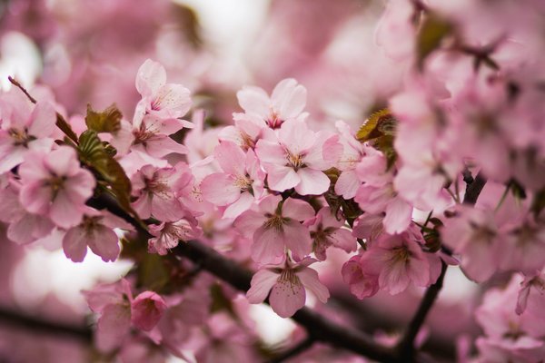 Quelles fleurs pour un jardin naturel ?