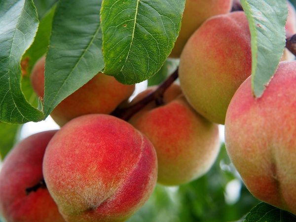 Création d’un verger dans votre jardin en plantant des arbres fruitiers
