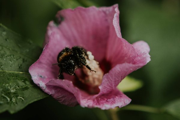 les meilleures plantes mellifères pour favoriser la biodiversité